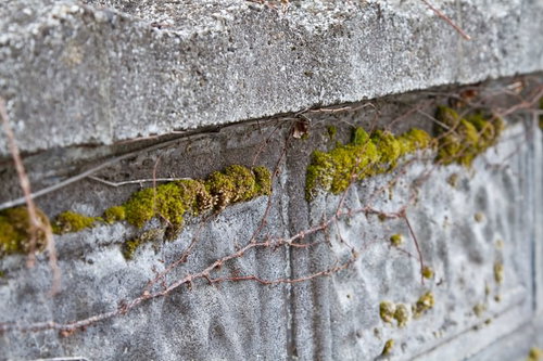 石やコンクリートの壁の表面を覆う緑のコケ