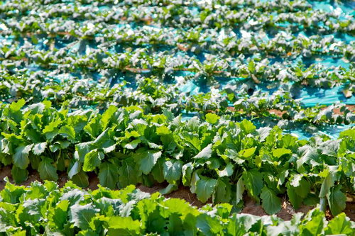 青い空と畝が続く緑の蕪畑の風景