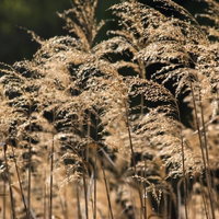 穂が白くなった枯れたイネ科のアシの群生の写真