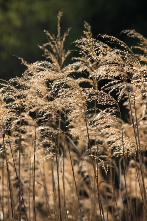 穂が白くなった枯れたイネ科のアシの群生