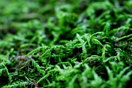 地面に落ちた茶色い杉の葉のクローズアップ