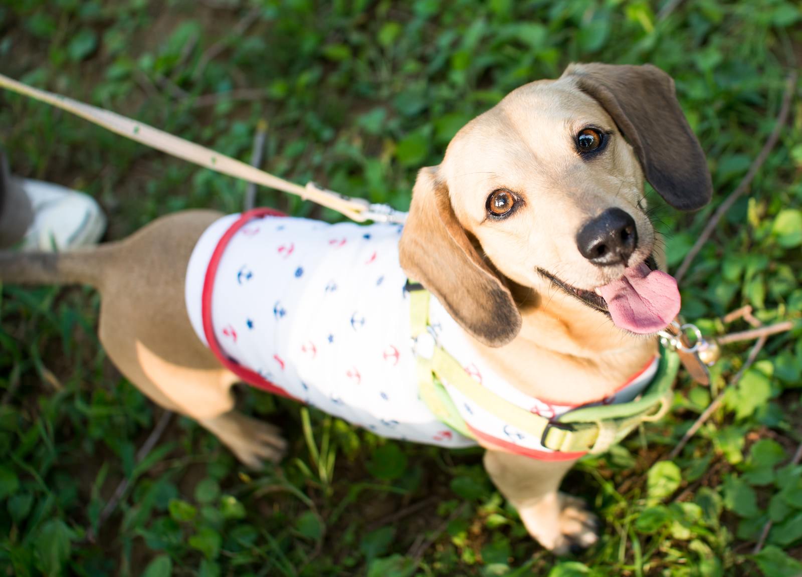 カラフルなウェアを着たビーグル犬がお散歩中に上を向いている