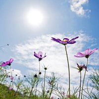 秋の花畑のコスモスと青空の写真