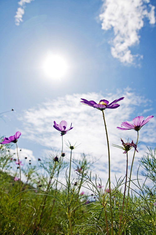 秋の花畑のコスモスと青空