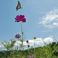 青空でコスモスとアゲハ蝶が舞う初秋の花畑の写真
