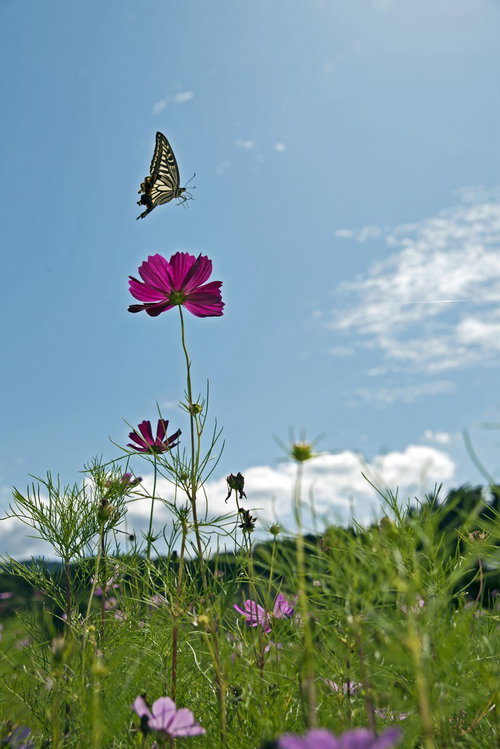 青空でコスモスとアゲハ蝶が舞う初秋の花畑