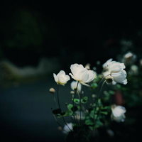 暗闇の中で咲く白い秋明菊の花の写真