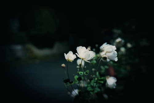 暗闇の中で咲く白い秋明菊の花