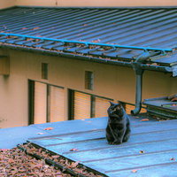 住宅街の青いトタン屋根の上に座る黒猫の写真