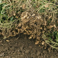 大刀洗の畑から引き抜いた落花生の根株と収穫物の写真
