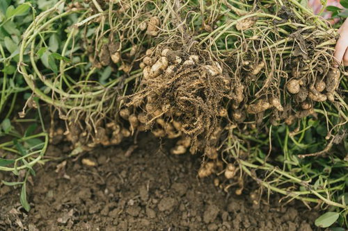 大刀洗の畑から引き抜いた落花生の根株と収穫物