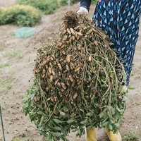 大刀洗の落花生は大きくておいしかよの写真