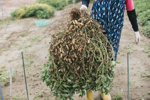 大刀洗の落花生は大きくておいしかよ
