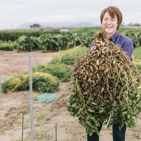 こんなに大きい落花生が採れました！の写真