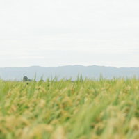 秋の稲穂が揺れる広大な田んぼ、黄金色に輝く収穫期の農村風景の写真