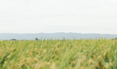 秋の稲穂が揺れる広大な田んぼ、黄金色に輝く収穫期の農村風景