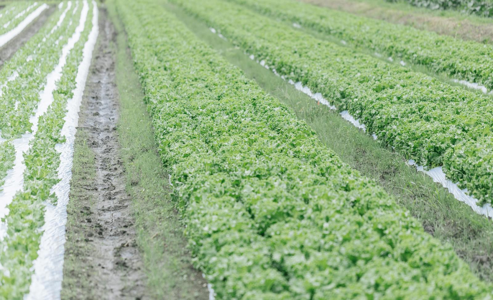 大刀洗のリーフレタス畑に並ぶ緑の畝