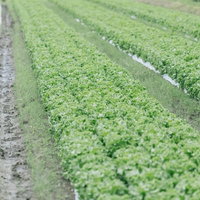 福岡県大刀洗町のリーフレタス畑の整列した畝と緑色の葉物野菜の写真