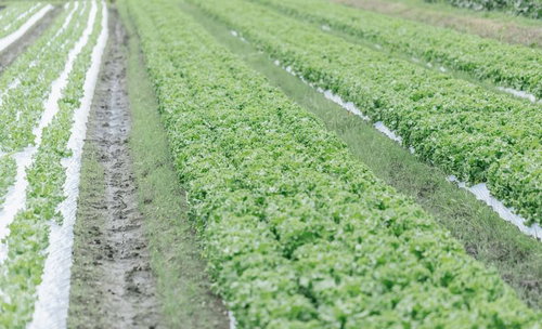 福岡県大刀洗町のリーフレタス畑の整列した畝と緑色の葉物野菜