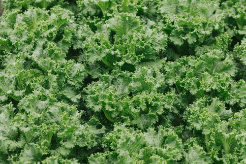 大刀洗で栽培されたリーフレタス（サニーレタス）の収穫時期