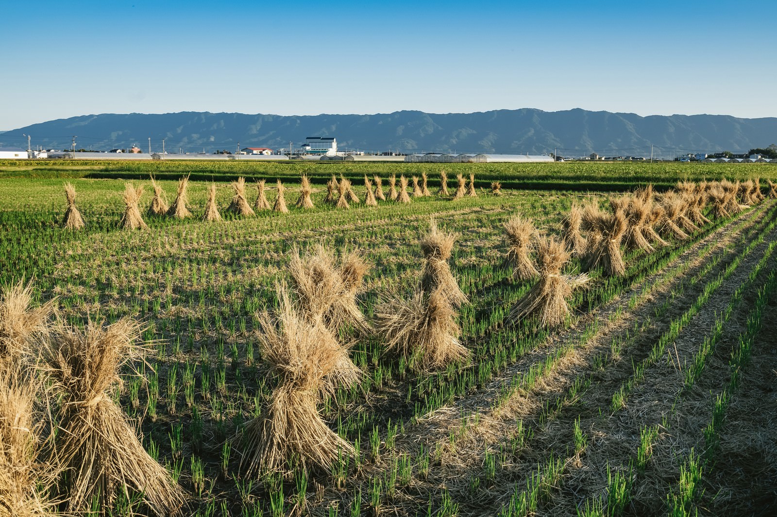 はざかけした稲束が並ぶ秋の田んぼ