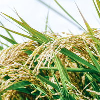 収穫前に首を垂れる程に実った稲穂の写真