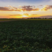 夕暮れ時に黄金色に染まる大刀洗の広大な田園風景の写真