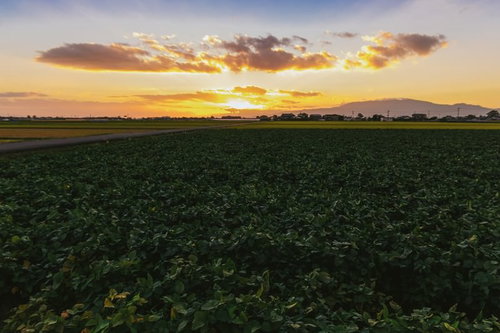 夕暮れ時に黄金色に染まる大刀洗の広大な田園風景
