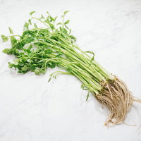 根っこが付いた芹（セリ）の束 新鮮な野菜の写真