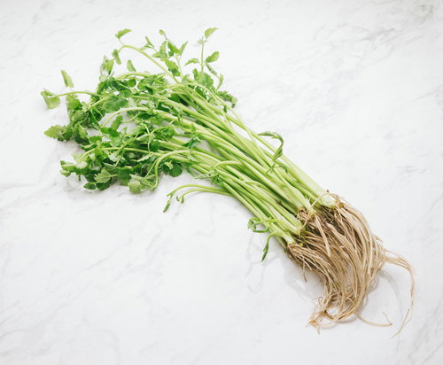 根っこが付いた芹（セリ）の束 新鮮な野菜