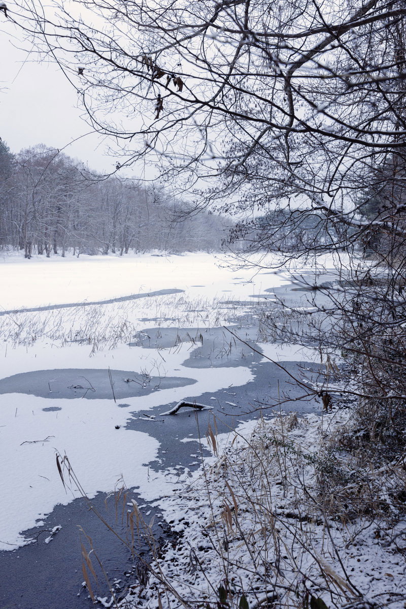 雪に覆われた河原と裸木が並ぶ冬の長瀬川の河畔風景