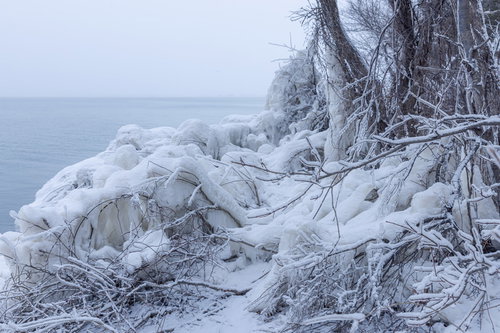 猪苗代湖の飛沫氷によって凍った湖岸の木々