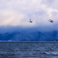 猪苗代湖の上空に舞う2羽の白鳥と雪山の冬景色の写真