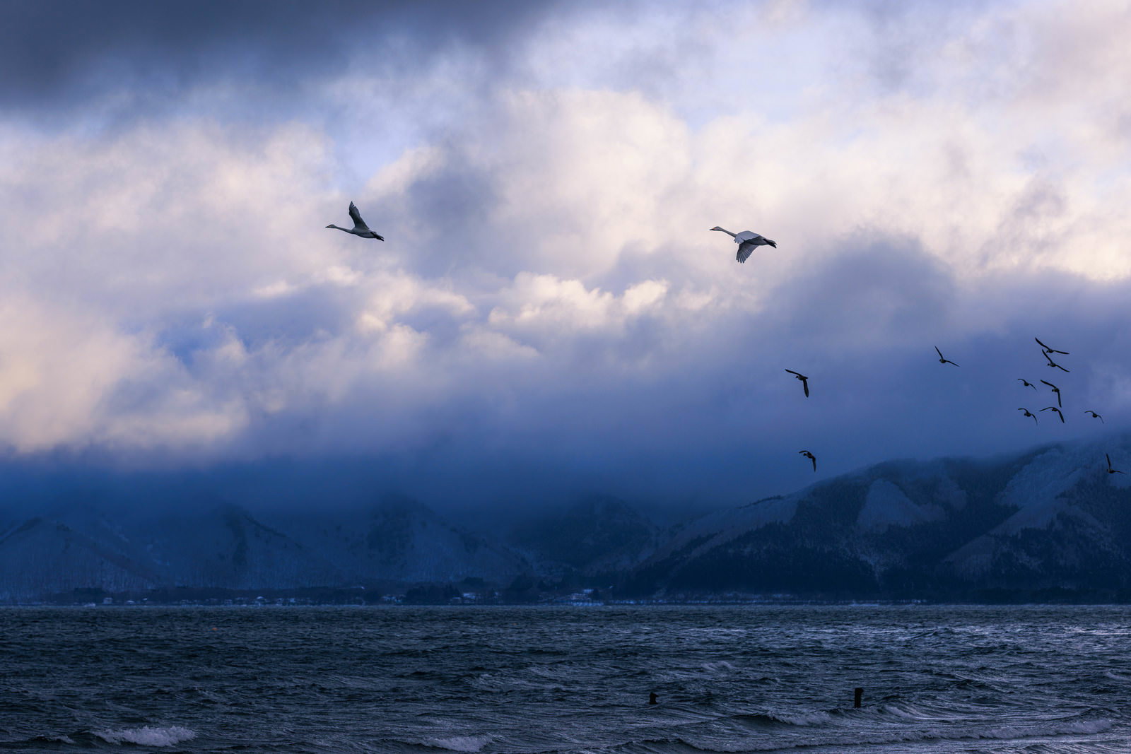 猪苗代湖上空を飛ぶ白鳥と渡り鳥の群れ。背景に積雲と雪山