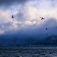 猪苗代湖を飛び立つ白鳥と渡り鳥の群れ - 冬の福島県の写真