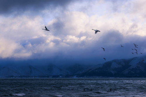 猪苗代湖を飛び立つ白鳥と渡り鳥の群れ - 冬の福島県