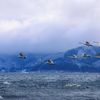 猪苗代湖の上空を飛ぶ白鳥の群れ - 冬の渡り鳥の写真
