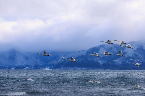猪苗代湖の上空を飛ぶ白鳥の群れ - 冬の渡り鳥