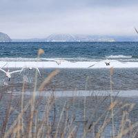 舟津公園の入江から群れで飛び立つ白鳥たち、冬の猪苗代湖の写真