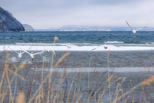 舟津公園の入江から群れで飛び立つ白鳥たち、冬の猪苗代湖