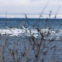 猪苗代湖の冬、空へと羽ばたく白鳥たちの写真