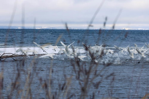 猪苗代湖の冬、空へと羽ばたく白鳥たち