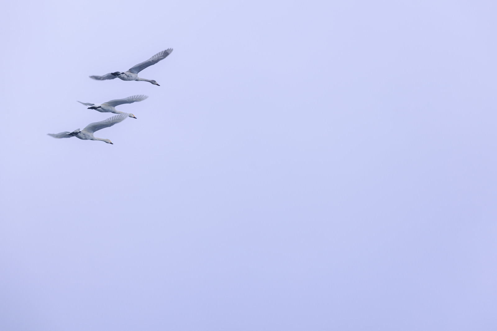 青い空に3羽の白鳥が翼を広げて飛んでいる
