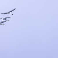 翼を広げて飛び立つ白鳥の群れ、福島県郡山市での渡り鳥の飛行シーンの写真