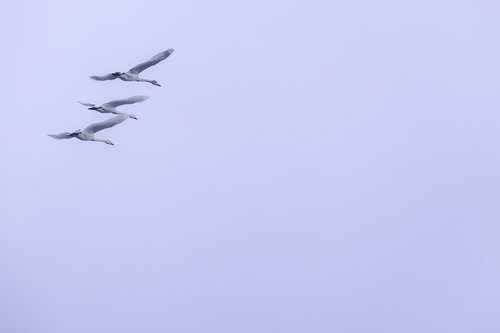翼を広げて飛び立つ白鳥の群れ、福島県郡山市での渡り鳥の飛行シーン