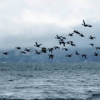 猪苗代湖から飛び立つ鴨の群れ、白鳥も含む冬の渡り鳥の写真