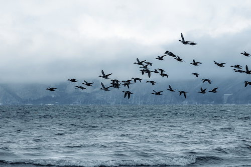 猪苗代湖から飛び立つ鴨の群れ、白鳥も含む冬の渡り鳥