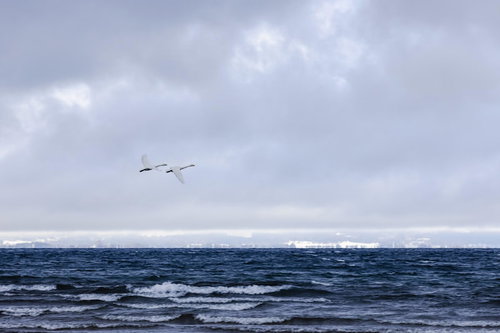 曇り空の下で飛ぶ白鳥と波立つ猪苗代湖