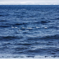 猪苗代湖に浮かぶ白鳥の群れの写真