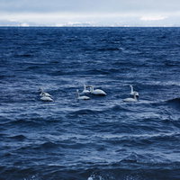 猪苗代湖の波間に浮かぶ白鳥の群れの写真